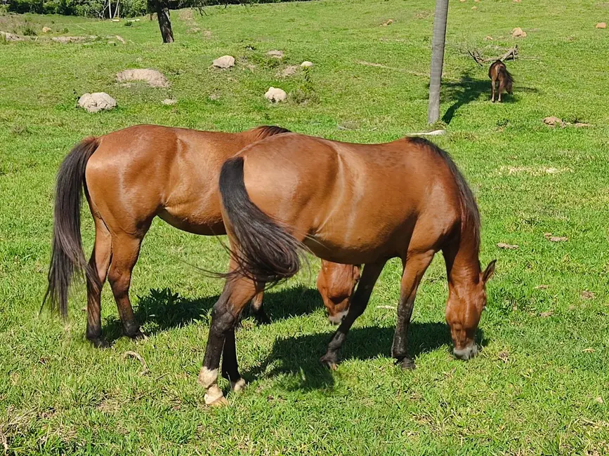 Foto 1 de Sítio / Rancho com 3 quartos à venda, 169400m2 em Alambari - SP
