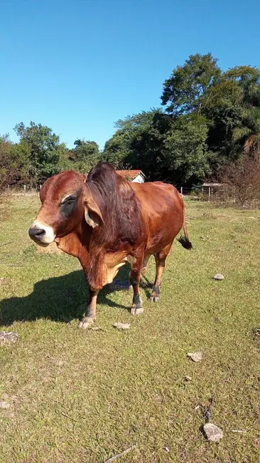 Foto 2 de Chácara com 2 quartos à venda, 119m2 em Centro, Angatuba - SP
