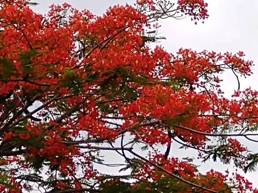 Chácara com 3 quartos à venda, 6667m2 em Alambari - SP - imagem 9 Foto 9 de Chácara com 3 quartos à venda, 6667m2 em Alambari - SP