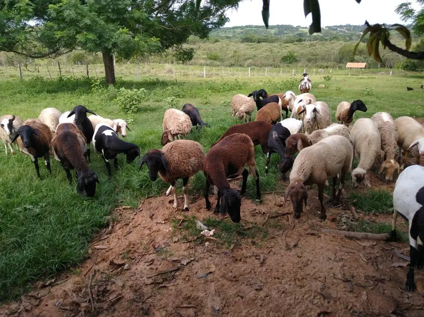 Chácara com 3 quartos à venda, 6667m2 em Alambari - SP - imagem 7 Foto 7 de Chácara com 3 quartos à venda, 6667m2 em Alambari - SP