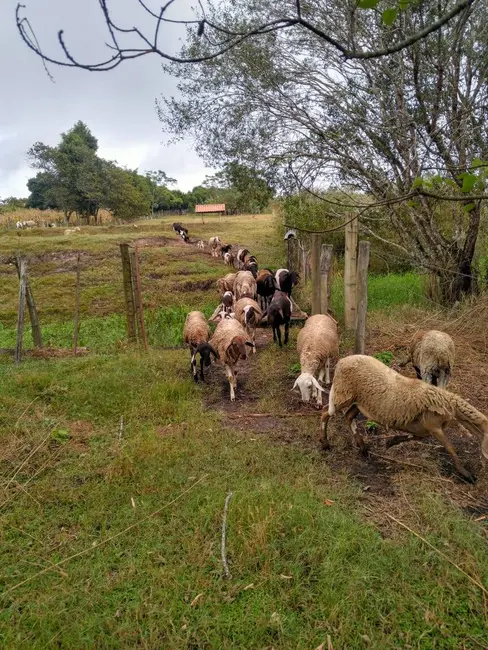 Chácara com 3 quartos à venda, 6667m2 em Alambari - SP - imagem 5 Foto 5 de Chácara com 3 quartos à venda, 6667m2 em Alambari - SP