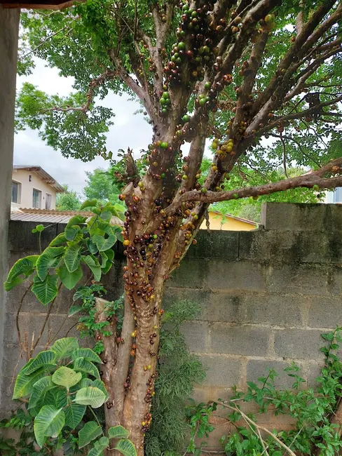 Foto 8 de Chácara com 4 quartos à venda, 800m2 em Aracoiaba Da Serra - SP