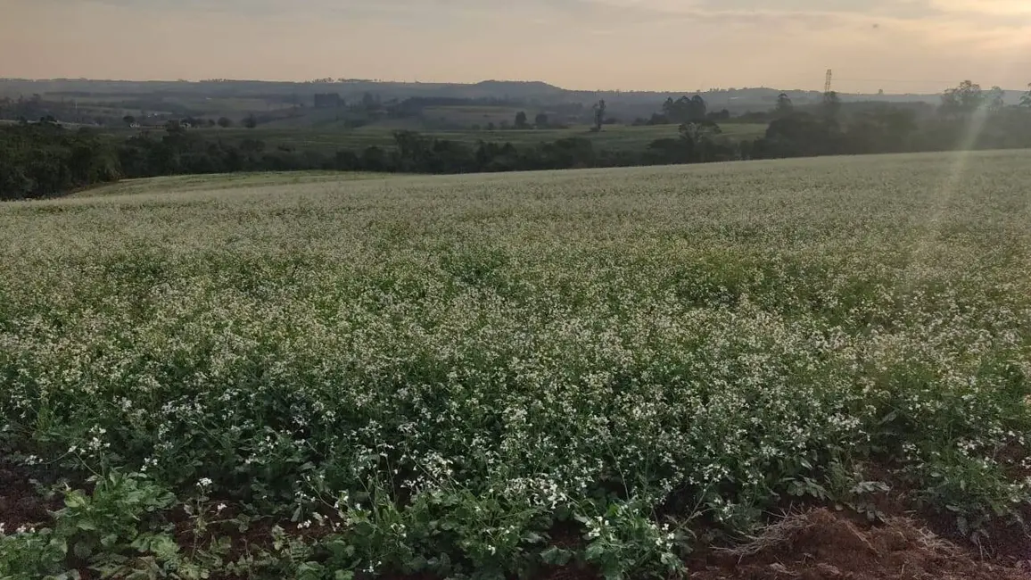 Foto 1 de Fazenda / Haras à venda, 1427800m2 em Morada do Sol, Itapetininga - SP