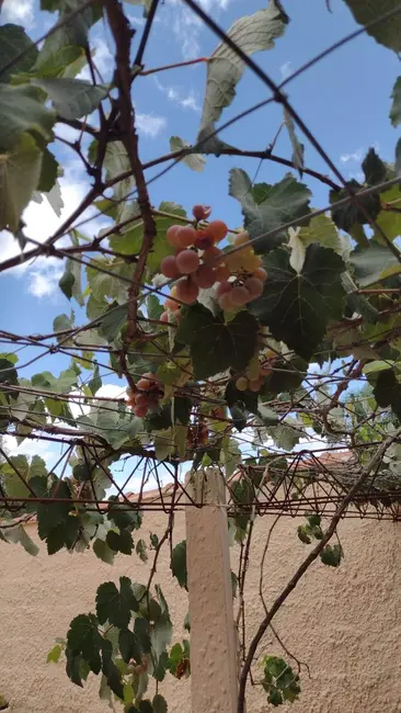 Foto 4 de Chácara com 3 quartos à venda, 700m2 em Aracoiaba Da Serra - SP