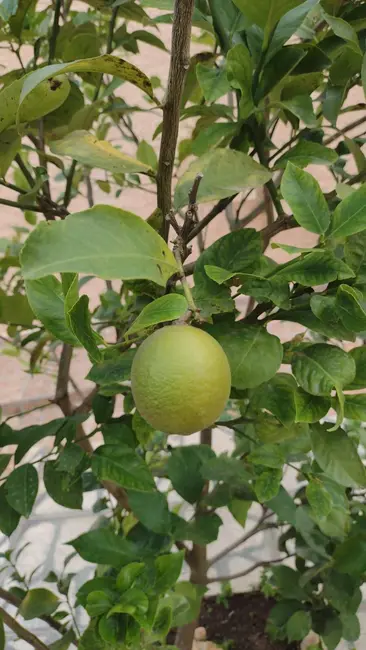 Foto 5 de Chácara com 3 quartos à venda, 700m2 em Aracoiaba Da Serra - SP