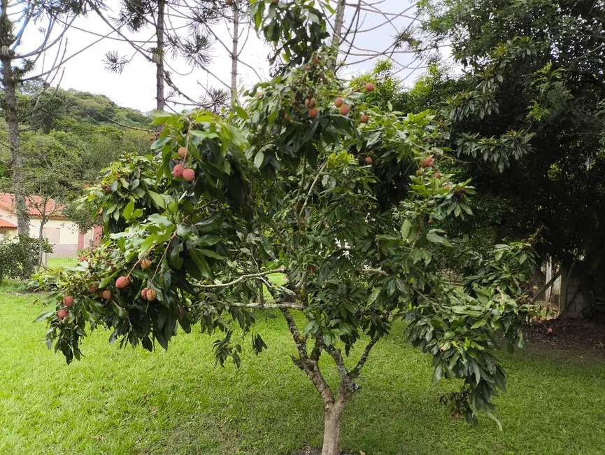 Chácara com 3 quartos à venda, 1000m2 em Itapetininga - SP - imagem 3 Foto 3 de Chácara com 3 quartos à venda, 1000m2 em Itapetininga - SP