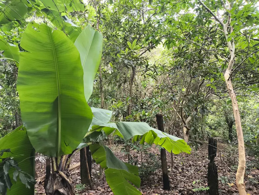 Foto 12 de Chácara com 1 quarto à venda, 6431m2 em Aracoiaba Da Serra - SP