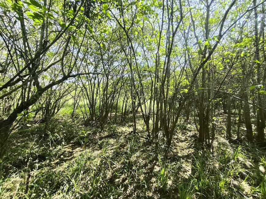 Chácara à venda, 205700m2 em Alambari - SP - imagem 11 Foto 11 de Chácara à venda, 205700m2 em Alambari - SP