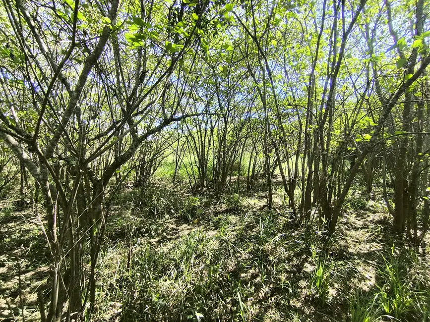 Chácara à venda, 205700m2 em Alambari - SP - imagem 9 Foto 9 de Chácara à venda, 205700m2 em Alambari - SP