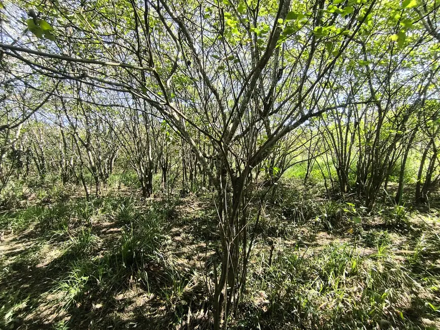 Chácara à venda, 205700m2 em Alambari - SP - imagem 10 Foto 10 de Chácara à venda, 205700m2 em Alambari - SP