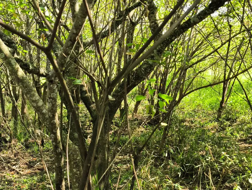 Chácara à venda, 205700m2 em Alambari - SP - imagem 13 Foto 13 de Chácara à venda, 205700m2 em Alambari - SP