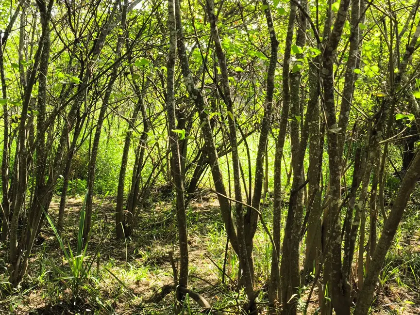 Chácara à venda, 205700m2 em Alambari - SP - imagem 12 Foto 12 de Chácara à venda, 205700m2 em Alambari - SP