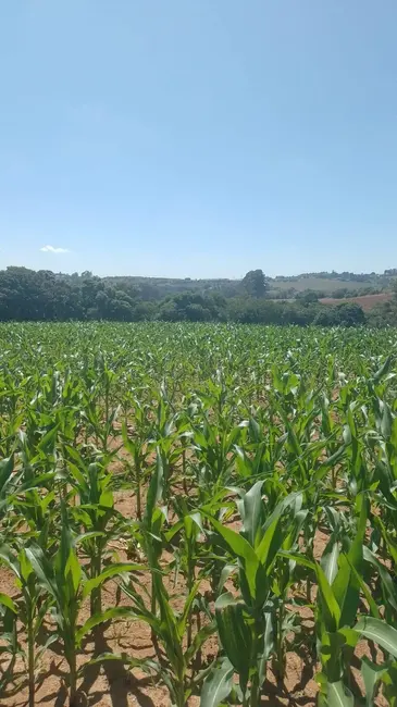 Foto 6 de Chácara com 1 quarto à venda, 217000m2 em Piedade - SP