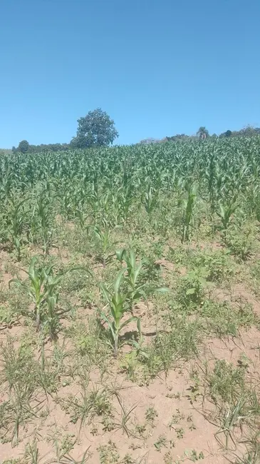 Foto 3 de Chácara com 1 quarto à venda, 217000m2 em Piedade - SP