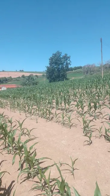 Foto 5 de Chácara com 1 quarto à venda, 217000m2 em Piedade - SP