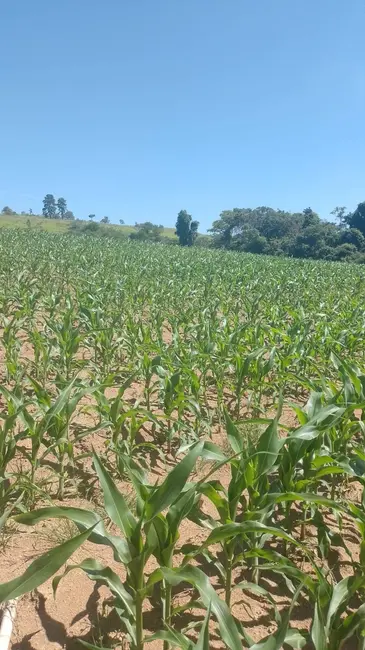 Foto 4 de Chácara com 1 quarto à venda, 217000m2 em Piedade - SP