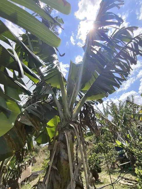 Foto 22 de Chácara à venda, 1000m2 em Piedade - SP