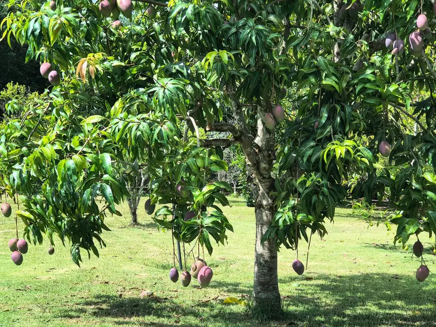 Foto 22 de Chácara com 4 quartos à venda, 5000m2 em Aracoiaba Da Serra - SP