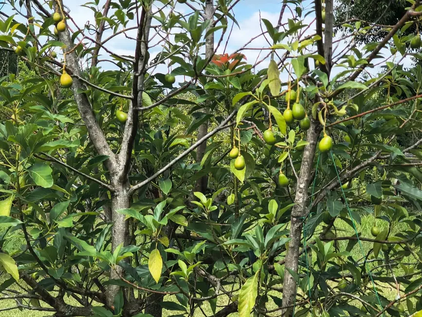 Foto 20 de Chácara com 4 quartos à venda, 5000m2 em Aracoiaba Da Serra - SP