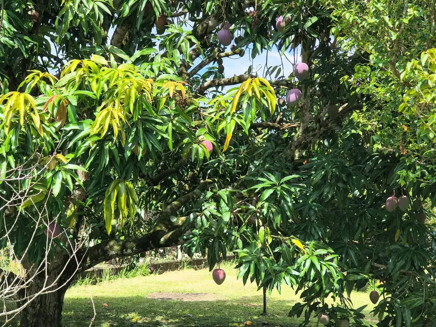 Foto 24 de Chácara com 4 quartos à venda, 5000m2 em Aracoiaba Da Serra - SP