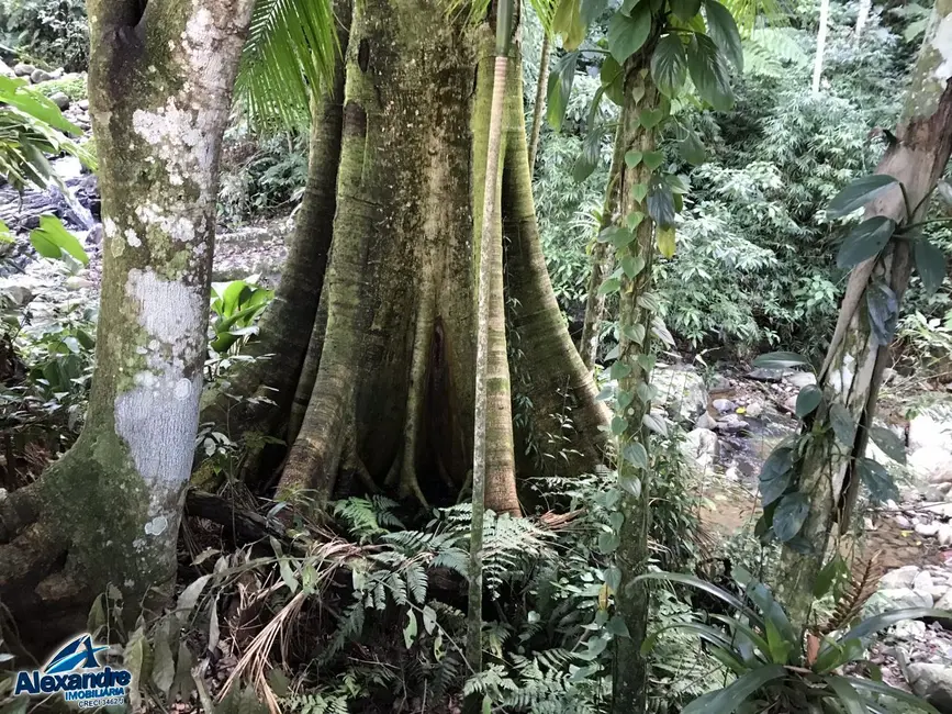 Foto 5 de Terreno / Lote à venda, 914m2 em Ilha da Figueira, Jaragua Do Sul - SC