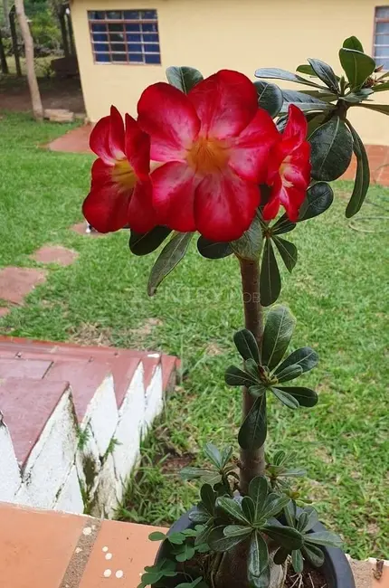 Foto 7 de Chácara com 3 quartos à venda, 191m2 em Pomar São Jorge, Itatiba - SP