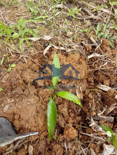 Foto 3 de Chácara com 1 quarto à venda, 360m2 em Ubatuba - SP