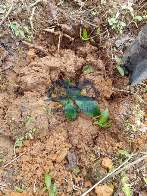 Foto 4 de Chácara com 1 quarto à venda, 360m2 em Ubatuba - SP
