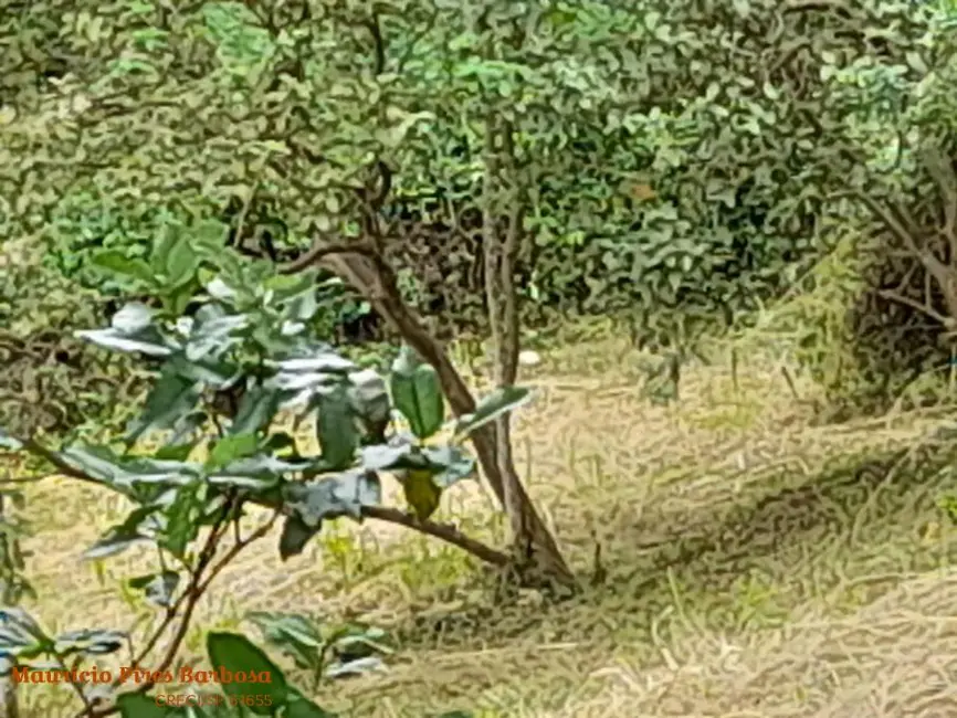 Foto 8 de Terreno / Lote à venda, 815m2 em Ilhabela - SP