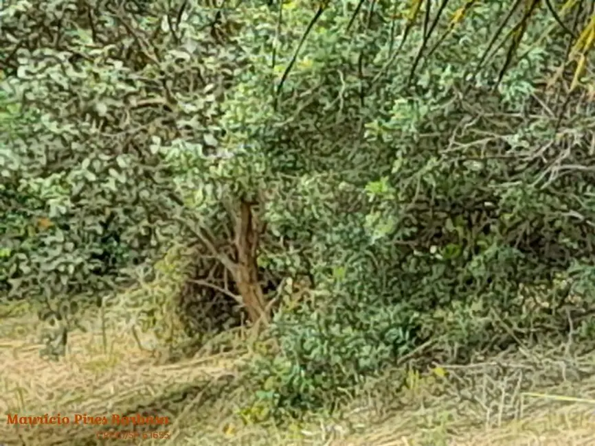 Foto 7 de Terreno / Lote à venda, 815m2 em Ilhabela - SP