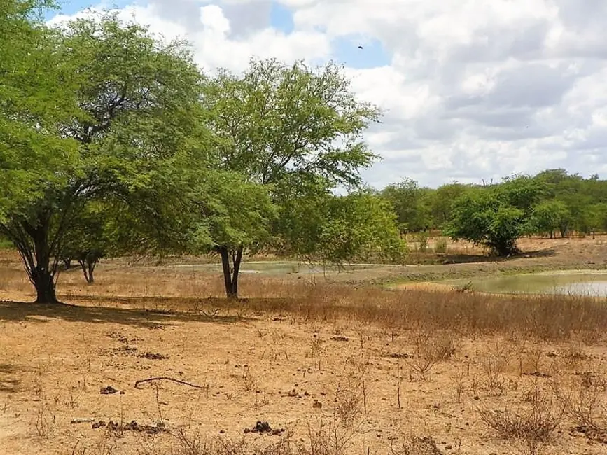 Foto 9 de Fazenda / Haras com 3 quartos à venda, 300m2 em Tucano - BA