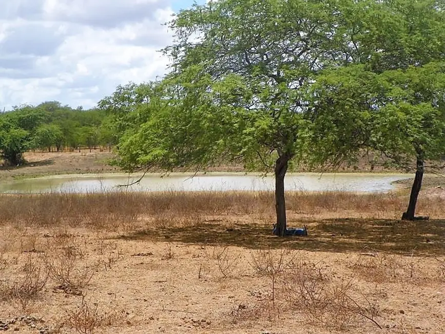Foto 7 de Fazenda / Haras com 3 quartos à venda, 300m2 em Tucano - BA
