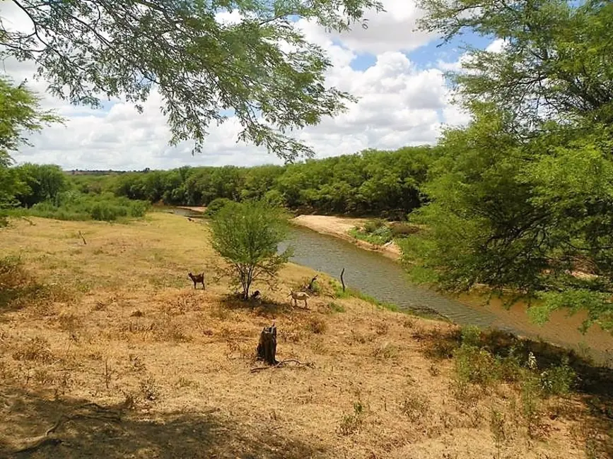 Foto 4 de Fazenda / Haras com 3 quartos à venda, 300m2 em Tucano - BA