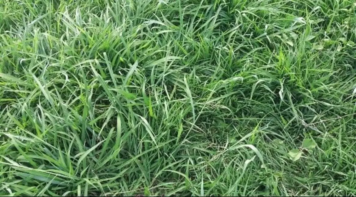 Foto 9 de Fazenda / Haras com 3 quartos à venda, 200m2 em Morro Do Chapeu - BA