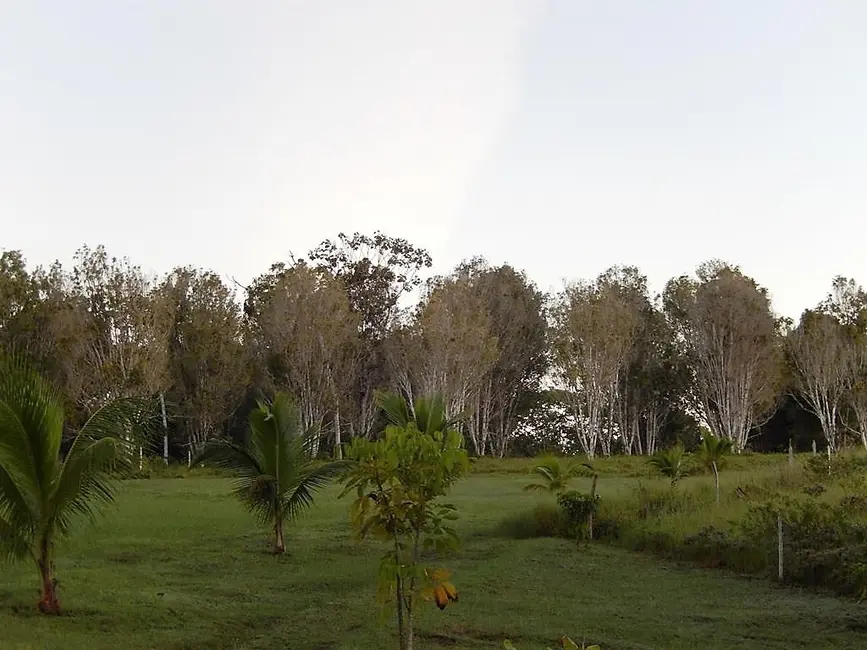 Fazenda / Haras com 2 quartos à venda, 250m2 em Valenca - BA - imagem 5 Foto 5 de Fazenda / Haras com 2 quartos à venda, 250m2 em Valenca - BA