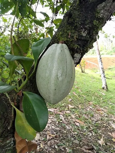 Fazenda / Haras com 2 quartos à venda, 250m2 em Valenca - BA - imagem 9 Foto 9 de Fazenda / Haras com 2 quartos à venda, 250m2 em Valenca - BA