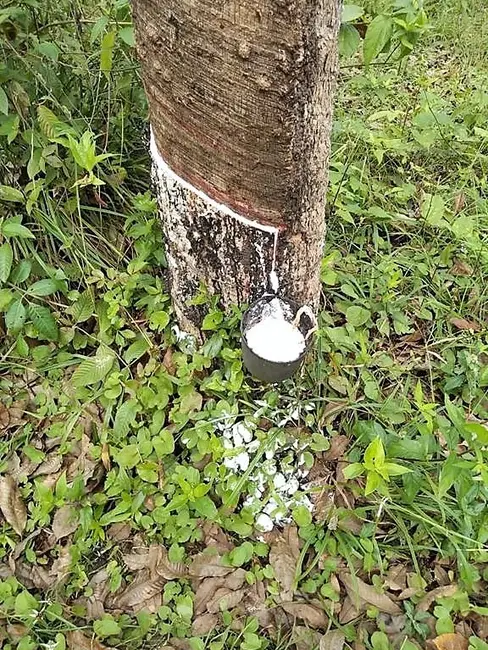 Fazenda / Haras com 2 quartos à venda, 250m2 em Valenca - BA - imagem 8 Foto 8 de Fazenda / Haras com 2 quartos à venda, 250m2 em Valenca - BA