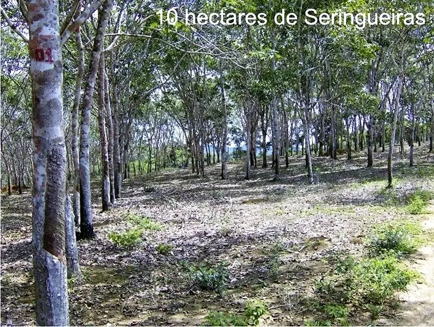 Fazenda / Haras com 2 quartos à venda, 250m2 em Valenca - BA - imagem 7 Foto 7 de Fazenda / Haras com 2 quartos à venda, 250m2 em Valenca - BA