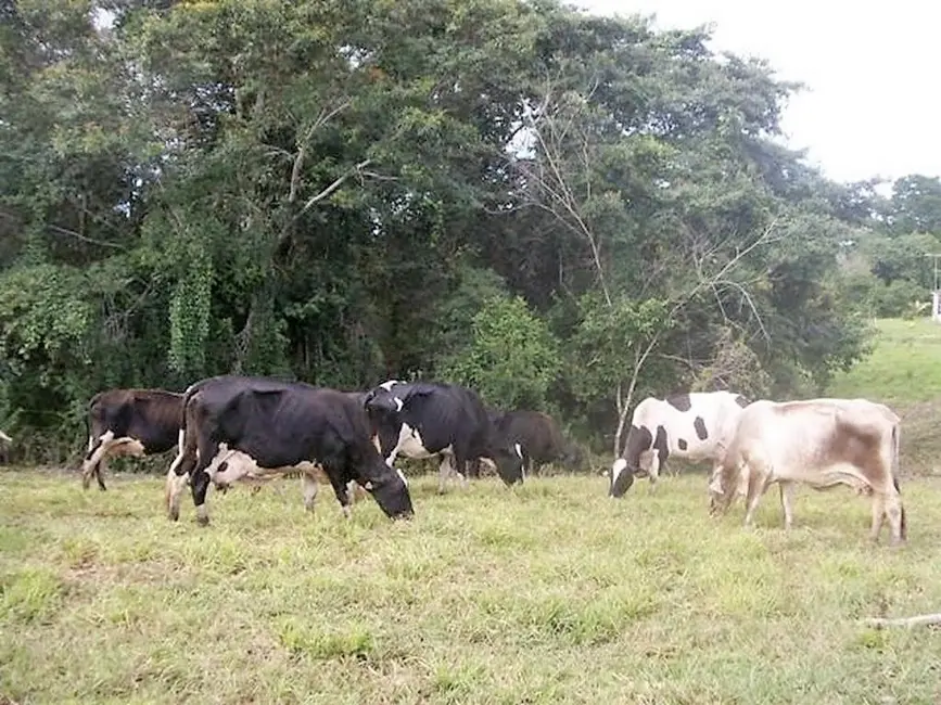 Fazenda / Haras com 2 quartos à venda, 250m2 em Valenca - BA - imagem 6 Foto 6 de Fazenda / Haras com 2 quartos à venda, 250m2 em Valenca - BA