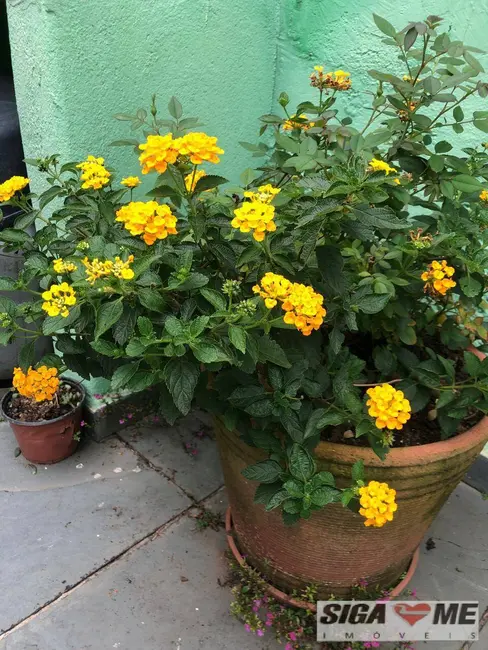 Foto 5 de Casa com 2 quartos para alugar em Campo Belo, São Paulo - SP