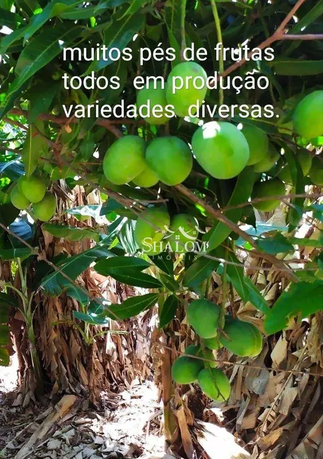 Foto 9 de Chácara com 3 quartos à venda, 258939m2 em Centro, Iguaracu - PR