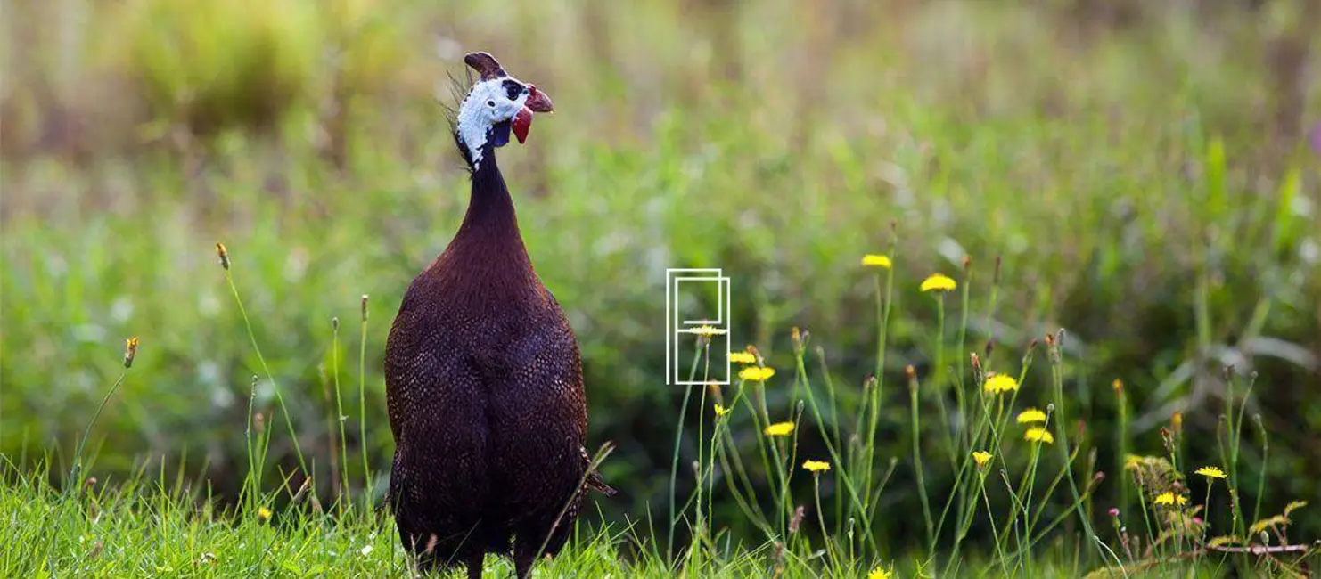 Terreno / Lote à venda, 857m2 em Alphaville - Lagoa dos Ingleses, Nova Lima - MG - imagem 3 Foto 3 de Terreno / Lote à venda, 857m2 em Alphaville - Lagoa dos Ingleses, Nova Lima - MG