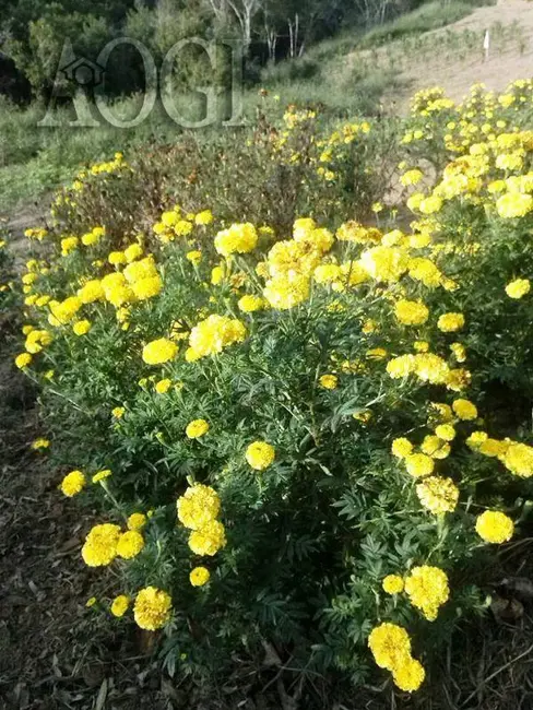 Foto 9 de Chácara com 6 quartos à venda, 144000m2 em Centro, Igarata - SP