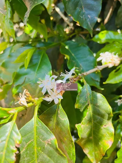Foto 12 de Chácara à venda, 10000m2 em Silvianopolis - MG