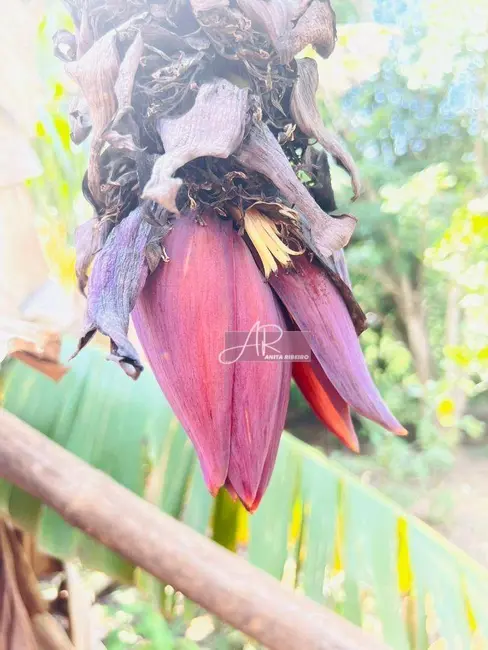 Foto 13 de Chácara à venda, 10000m2 em Silvianopolis - MG