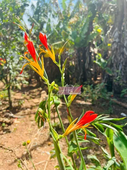 Foto 11 de Chácara à venda, 10000m2 em Silvianopolis - MG