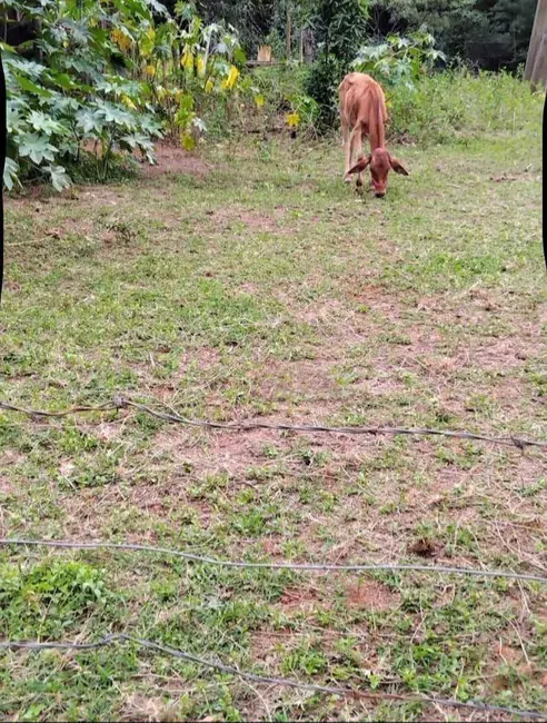 Terreno / Lote à venda, 200m2 em Pouso Alegre - MG - imagem 1 Foto 1 de Terreno / Lote à venda, 200m2 em Pouso Alegre - MG