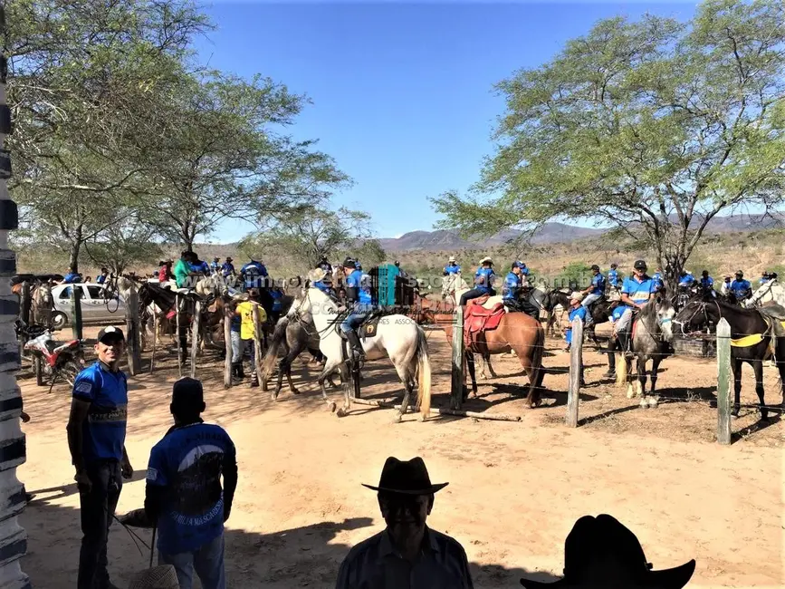 Fazenda / Haras à venda, 3500000m2 em Centro, Boa Vista Do Tupim - BA - imagem 7 Foto 7 de Fazenda / Haras à venda, 3500000m2 em Centro, Boa Vista Do Tupim - BA