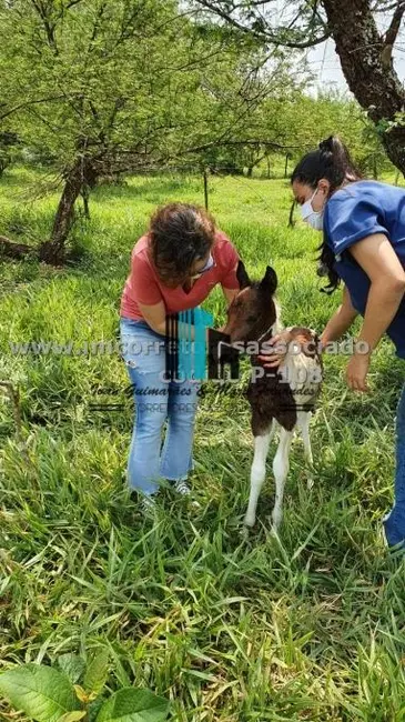 Foto 25 de Fazenda / Haras à venda, 167m2 em Enseada, Maragogipe - BA