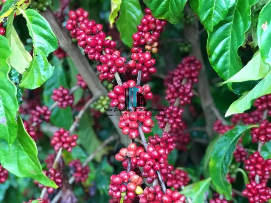 Foto 9 de Fazenda / Haras à venda, 4185m2 em Centro, Itamaraju - BA